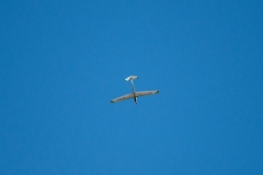 ab-50
